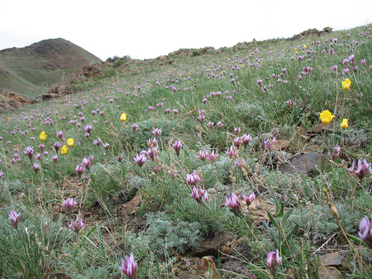 Image of Astragalus angustissimus specimen.