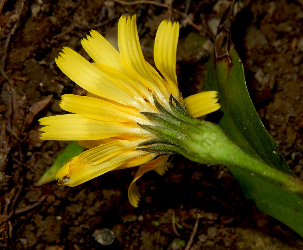 Image of Leontodon hispidus ssp. hastilis specimen.