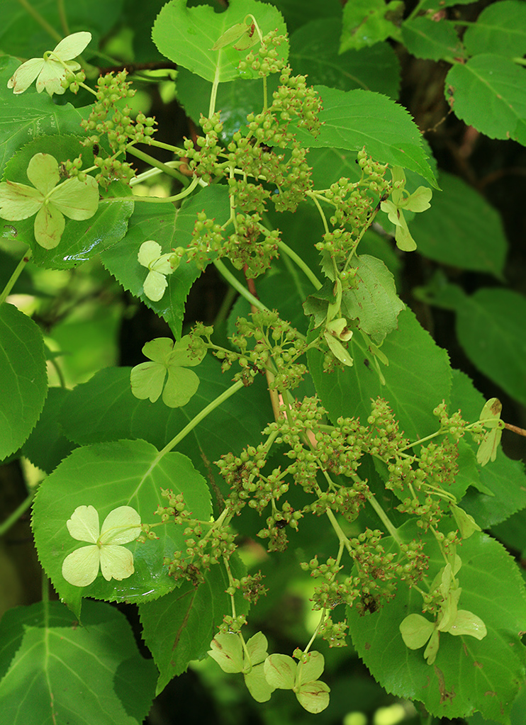 Image of Hydrangea petiolaris specimen.