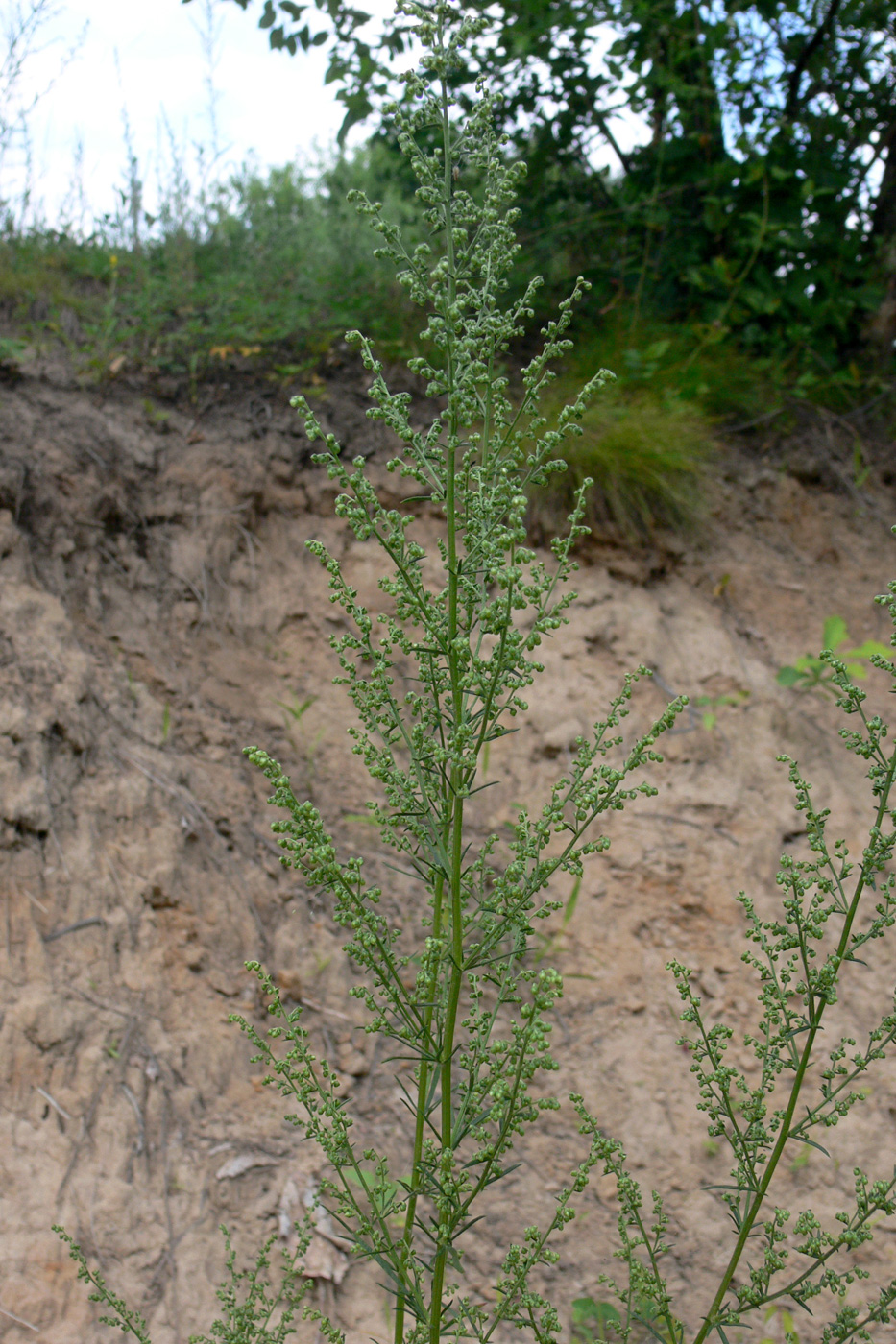 Image of Artemisia palustris specimen.