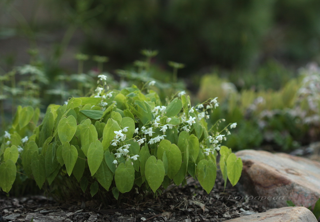 Image of Epimedium &times; setosum specimen.