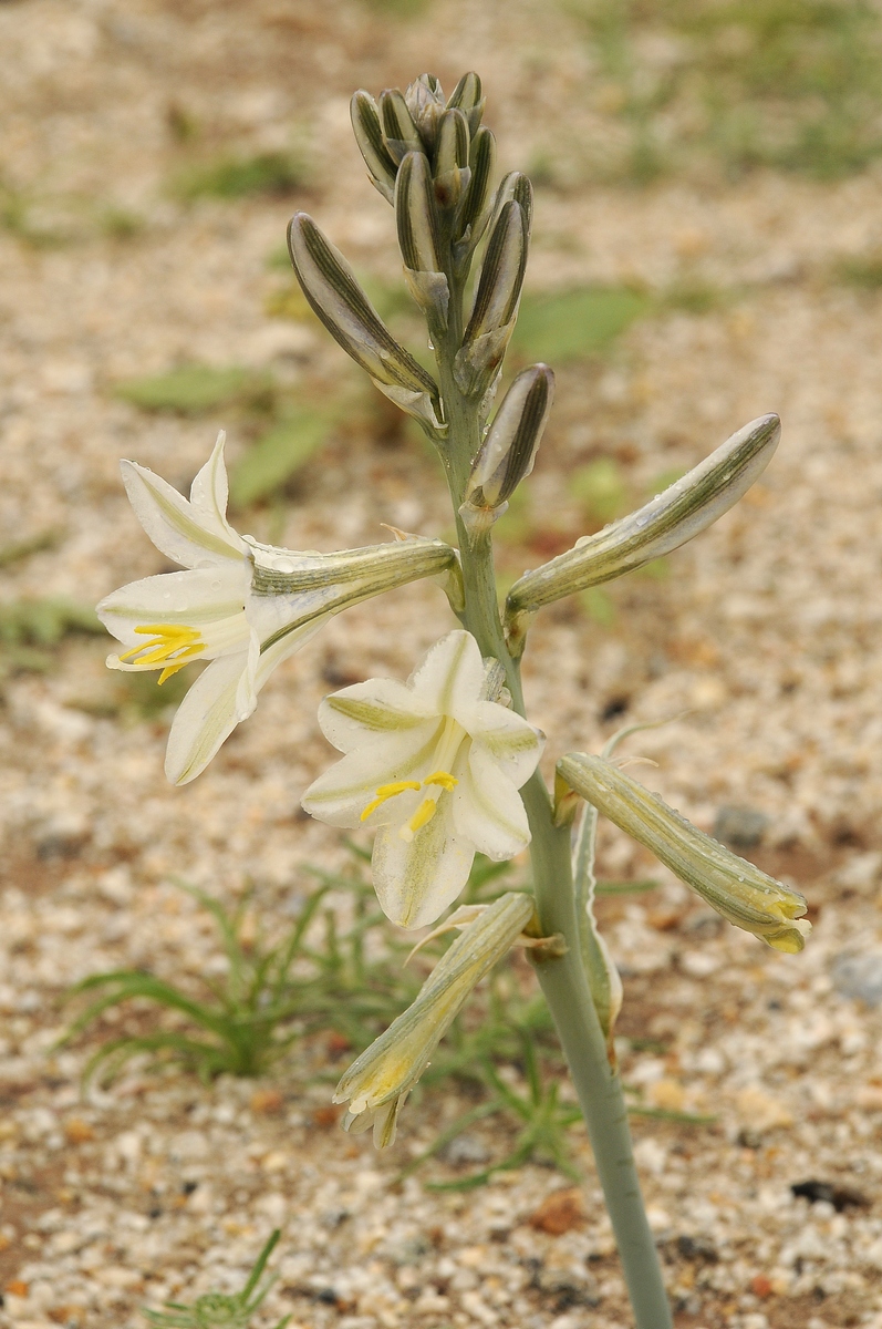 Image of Hesperocallis undulata specimen.