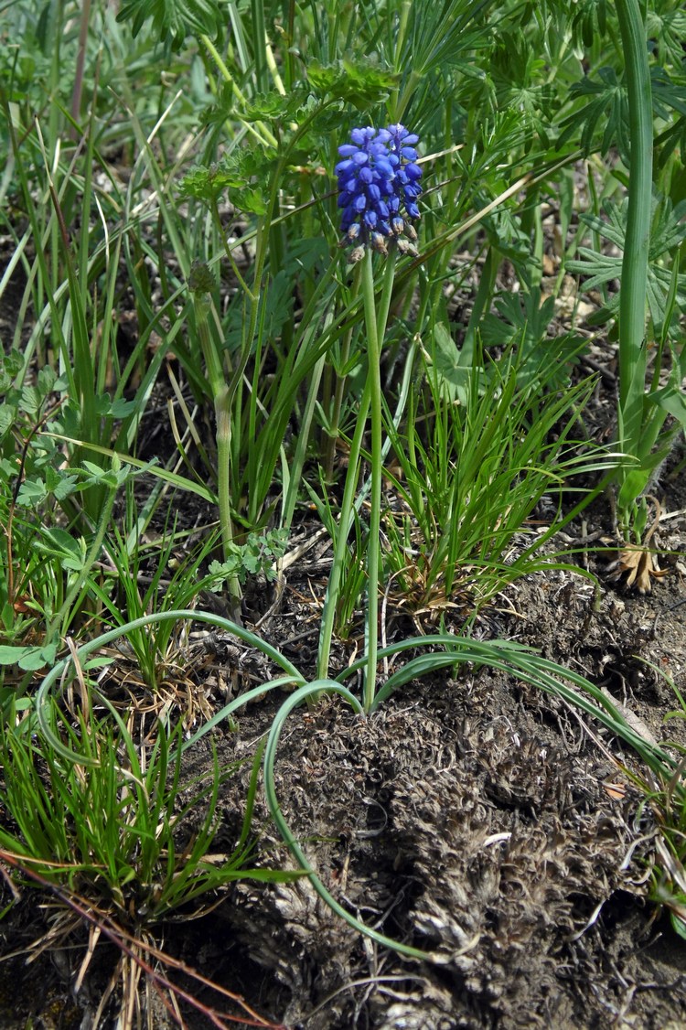 Image of Muscari neglectum specimen.