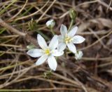 Ornithogalum kochii. Соцветие. Украина, Запорожский р-н, Дурная балка, разнотравная степь. 13.05.2017.