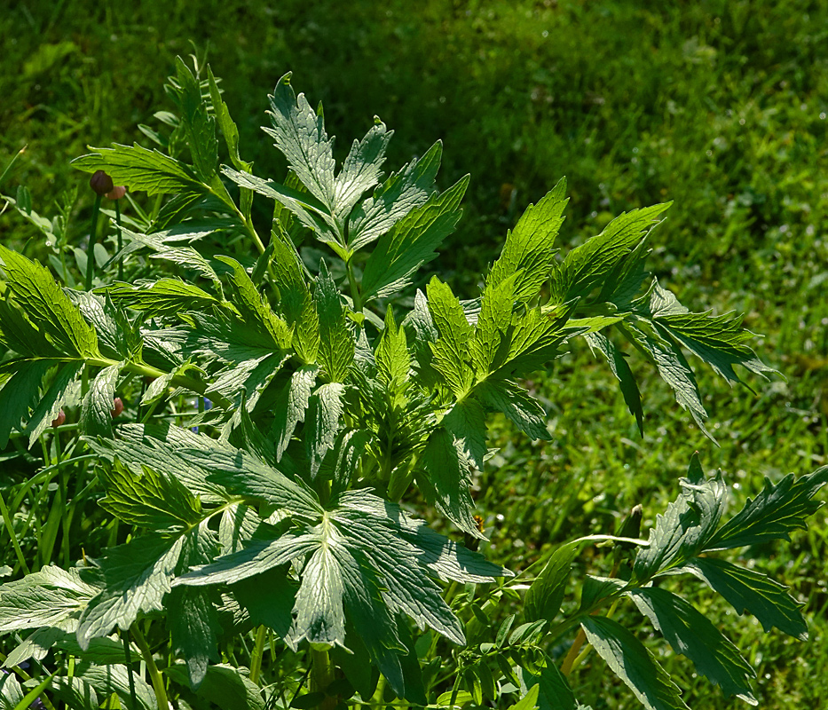 Image of Valeriana officinalis specimen.