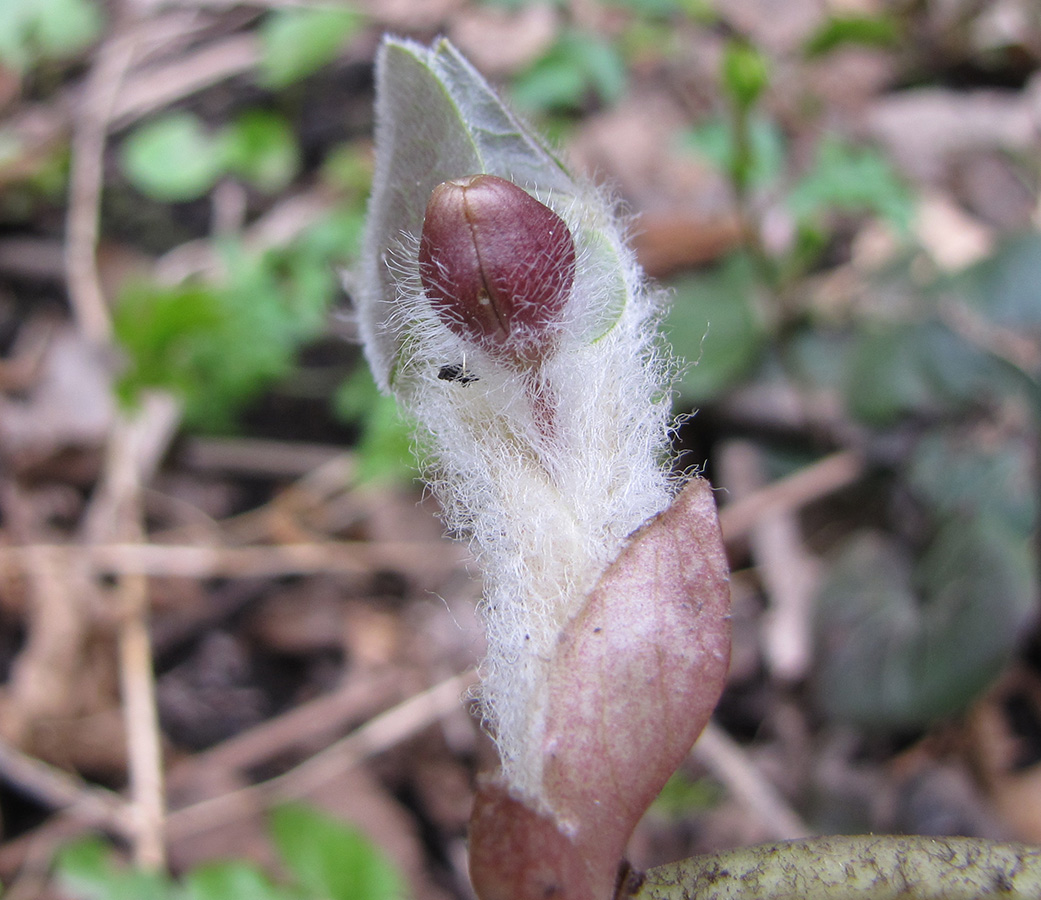 Image of Asarum europaeum specimen.