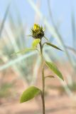 Helianthus annuus