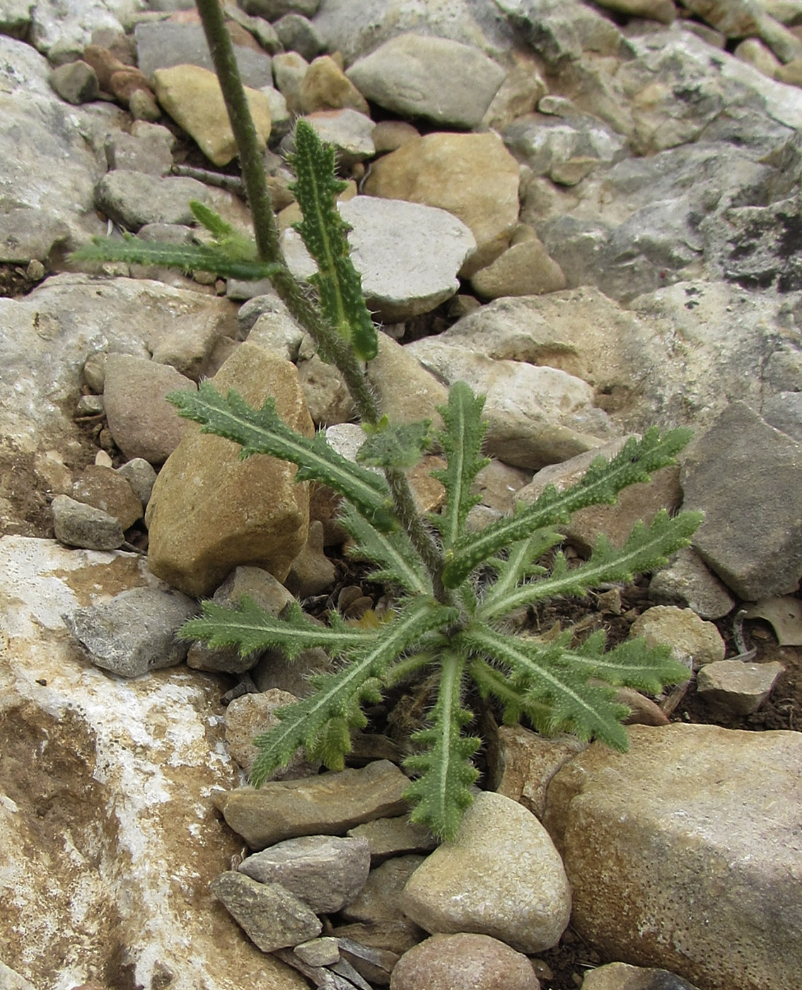 Image of Biscutella valentina specimen.