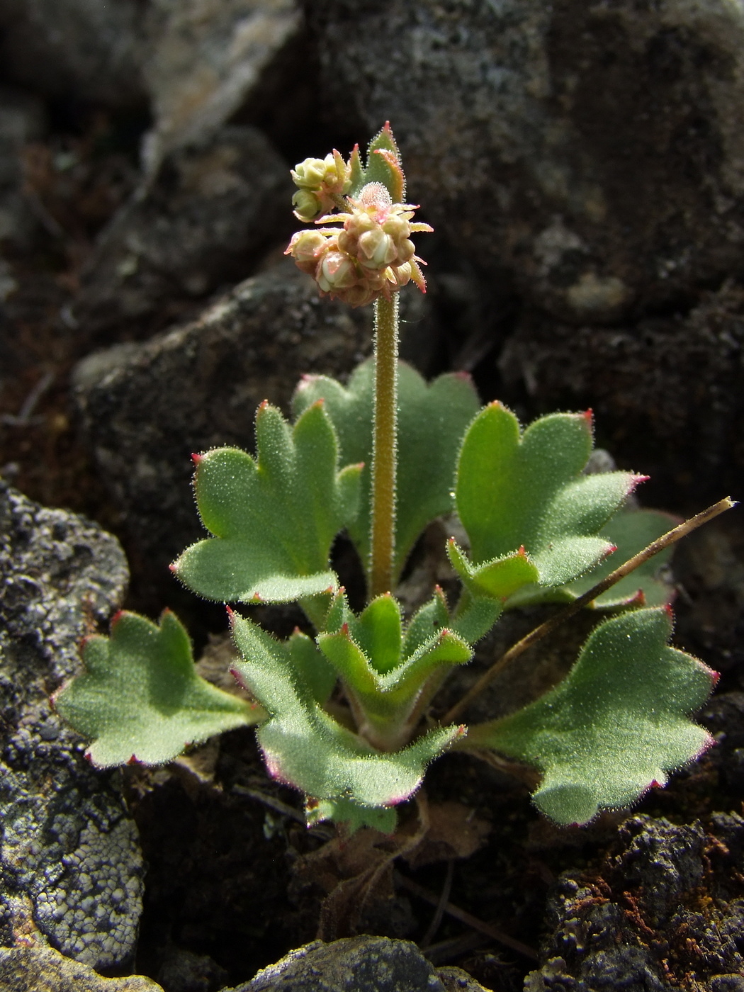 Изображение особи Micranthes punctata.