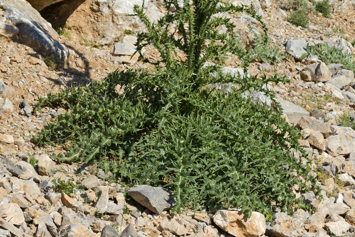 Image of Onopordum bracteatum ssp. creticum specimen.