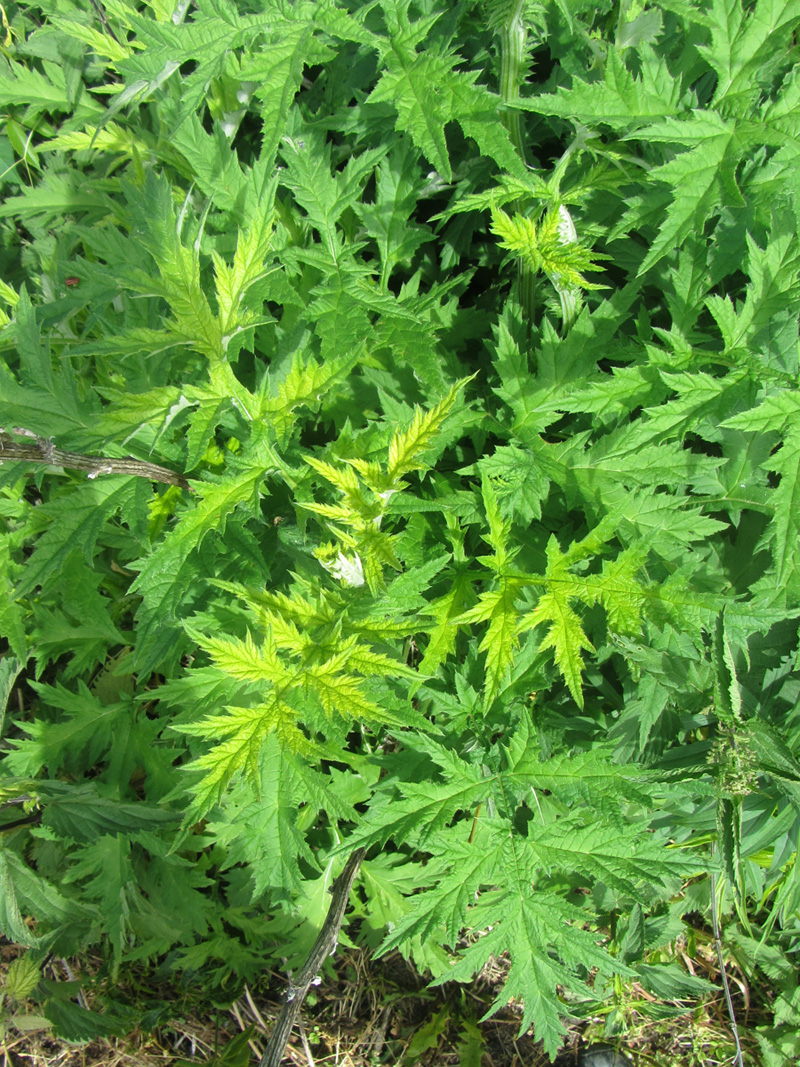 Image of Echinops exaltatus specimen.