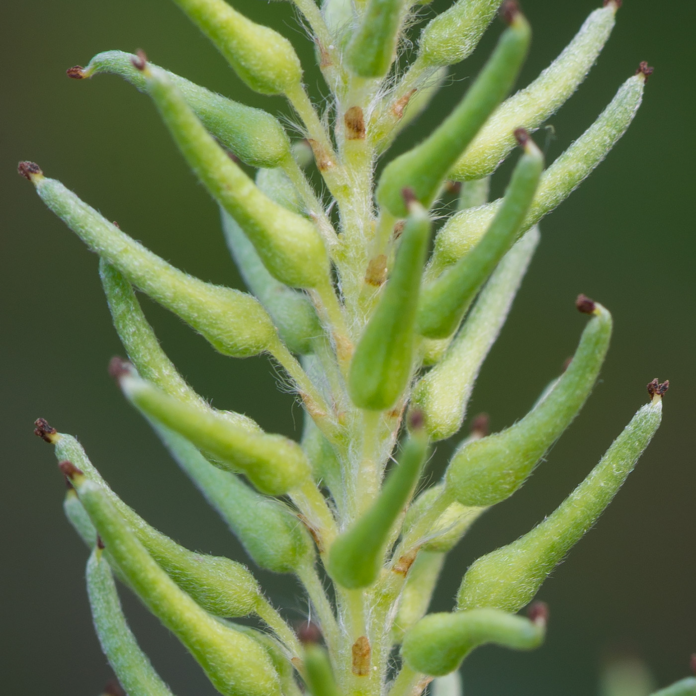 Image of Salix starkeana specimen.