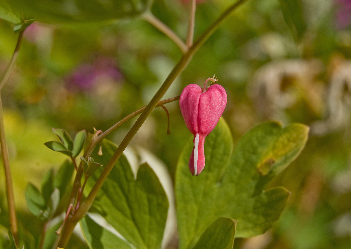 Image of Dicentra spectabilis specimen.