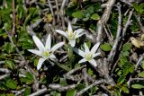 Ornithogalum pumilum. Цветущее растение, выросшее среди ветвей Rhamnus saxatilis. Греция, о-в Крит, ном Ханья (Νομός Χανίων), дим Платаньяс (Δήμος Πλατανιά), горный массив Лефка Ори (Λευκά Όρη), окр. туристического приюта Каллерги (Καλλέργη), ≈ 1700 м н.у.м., каменистый склон. 28 июня 2017 г.