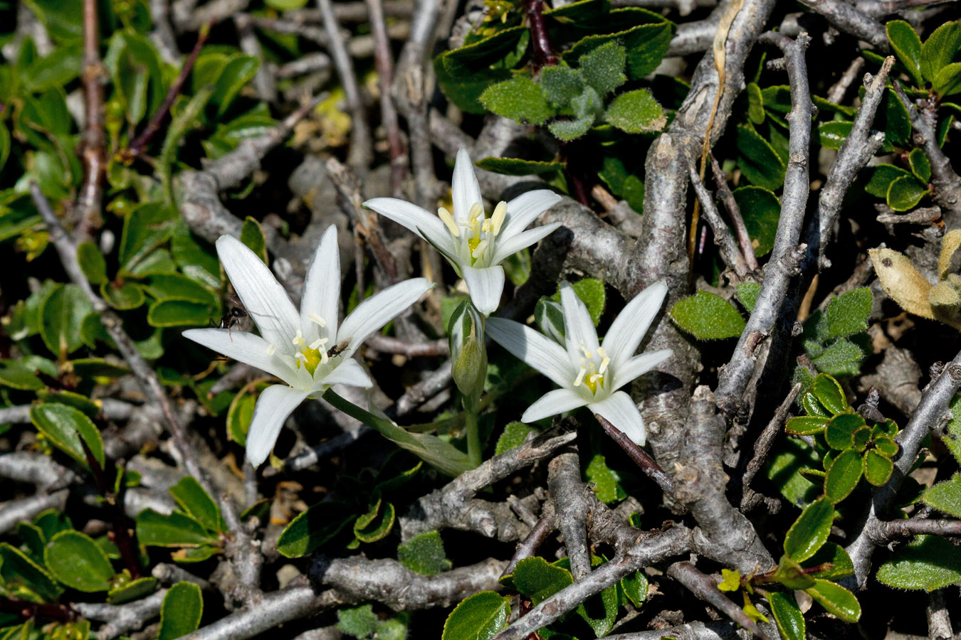 Image of Ornithogalum pumilum specimen.