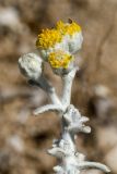 Otanthus maritimus. Верхушка побега с соцветиями-корзинками. Греция, о-в Крит, ном Ханья (Νομός Χανίων), дим Ханья (Δήμος Χανίων), полуостров Акротири (Ακρωτήρι), побережье Эгейского моря. 30 июня 2017 г.