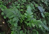 Cirsium oleraceum