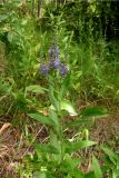 Veronica spicata