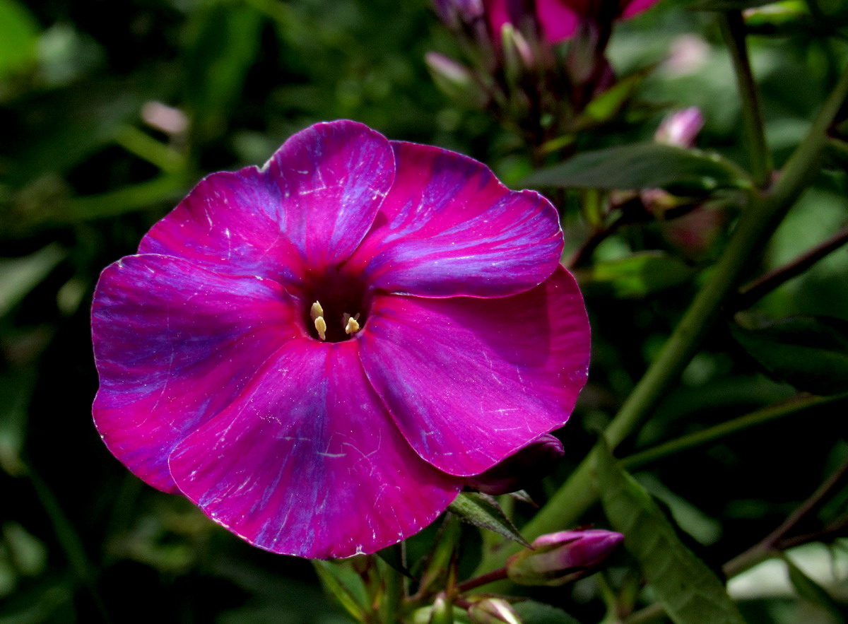 Image of Phlox paniculata specimen.