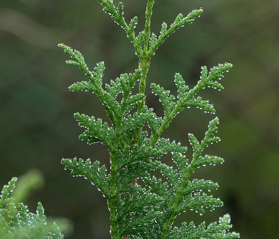 Изображение особи Thuja occidentalis.