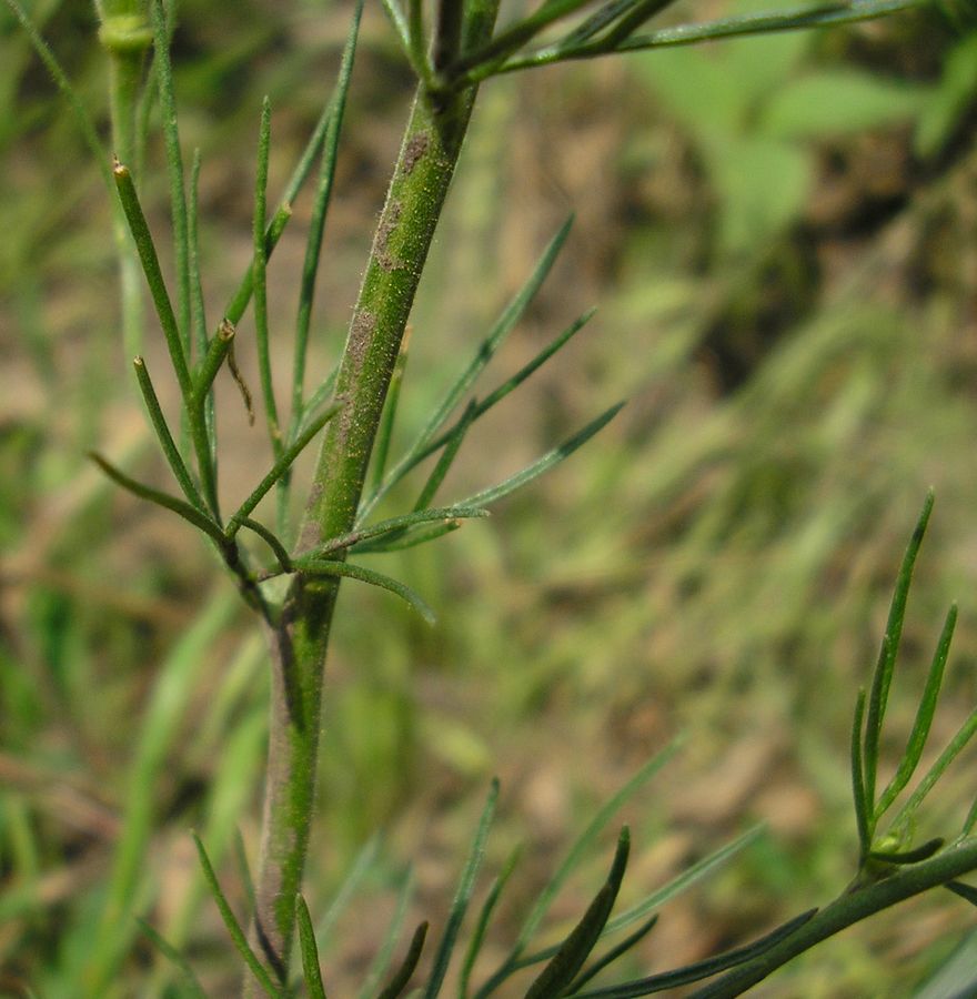 Image of Delphinium hispanicum specimen.