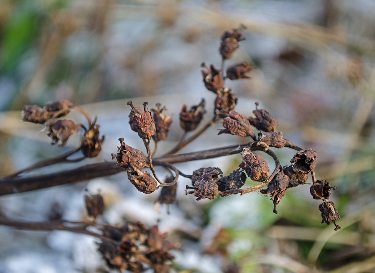 Изображение особи Bergenia crassifolia.