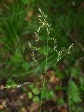 Смотреть изображение Deschampsia cespitosa