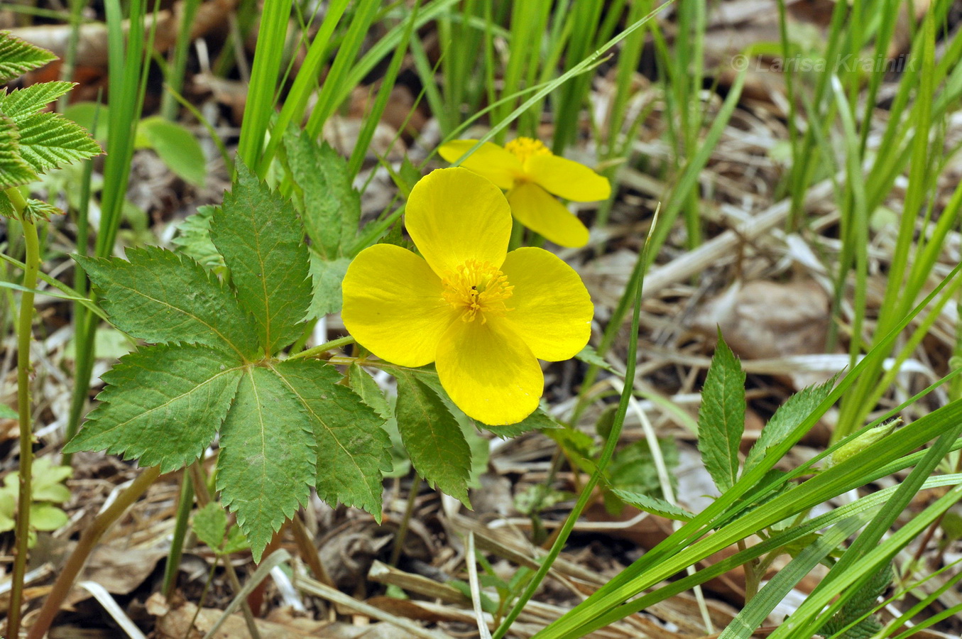 Изображение особи Hylomecon vernalis.