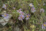 Aster bessarabicus. Цветущее растение. Ставропольский край, окр. г. Кисловодск, Берёзовское ущелье, луг на склоне ущелья. 15.09.2018.