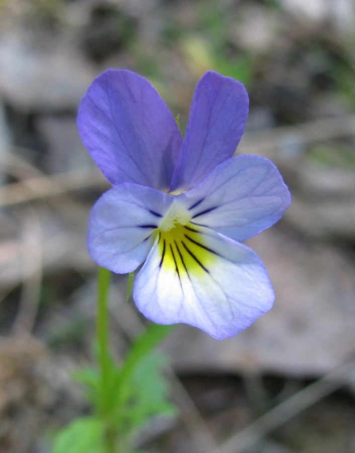 Image of Viola tricolor specimen.