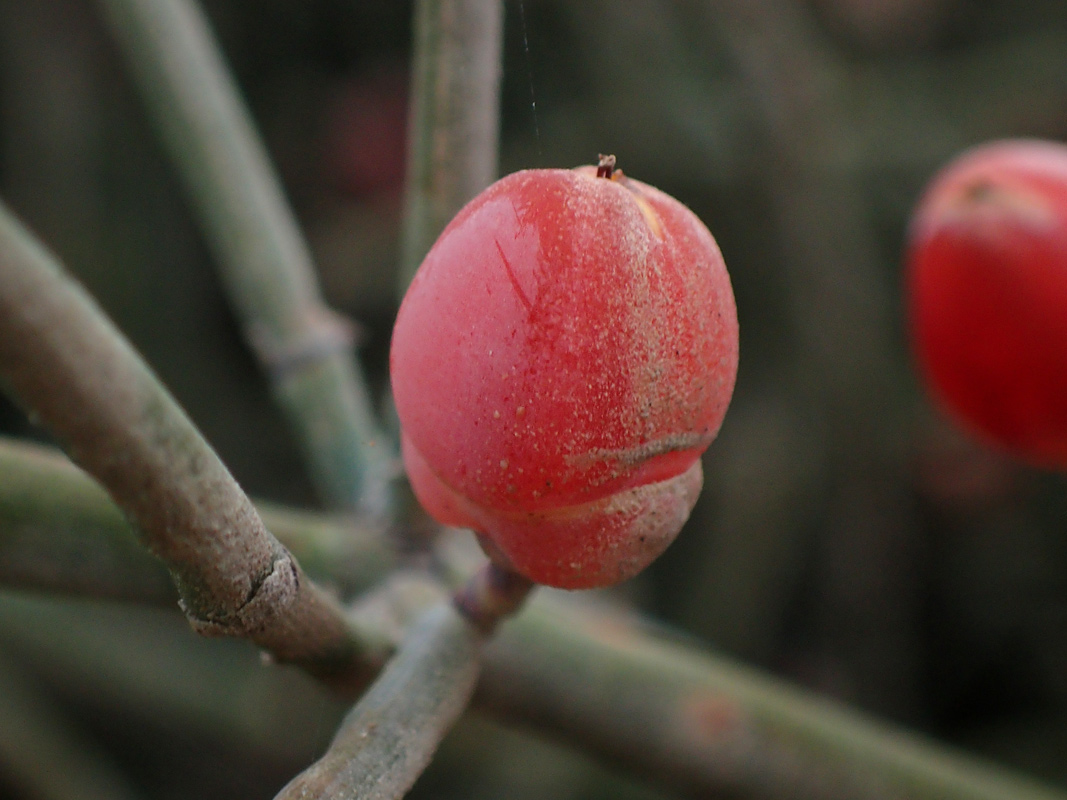 Image of Ephedra foeminea specimen.