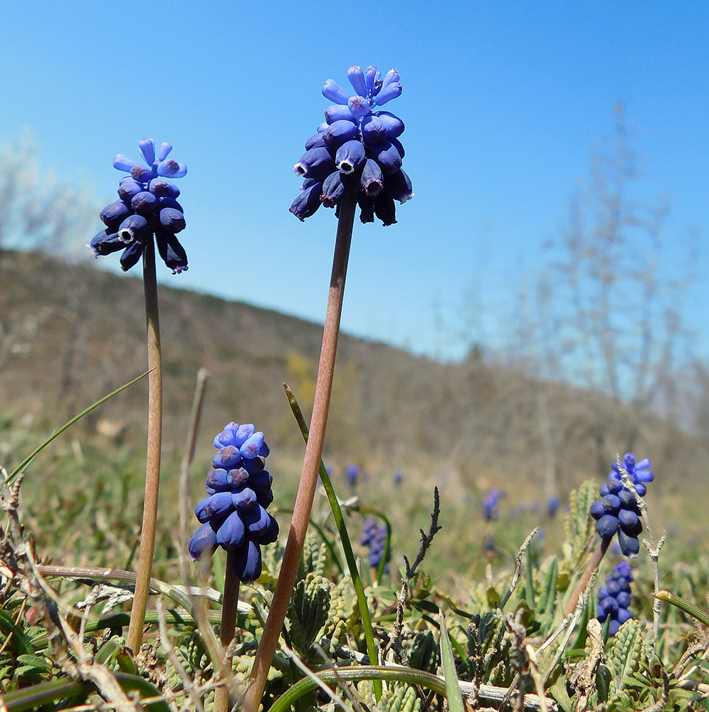 Изображение особи Muscari neglectum.