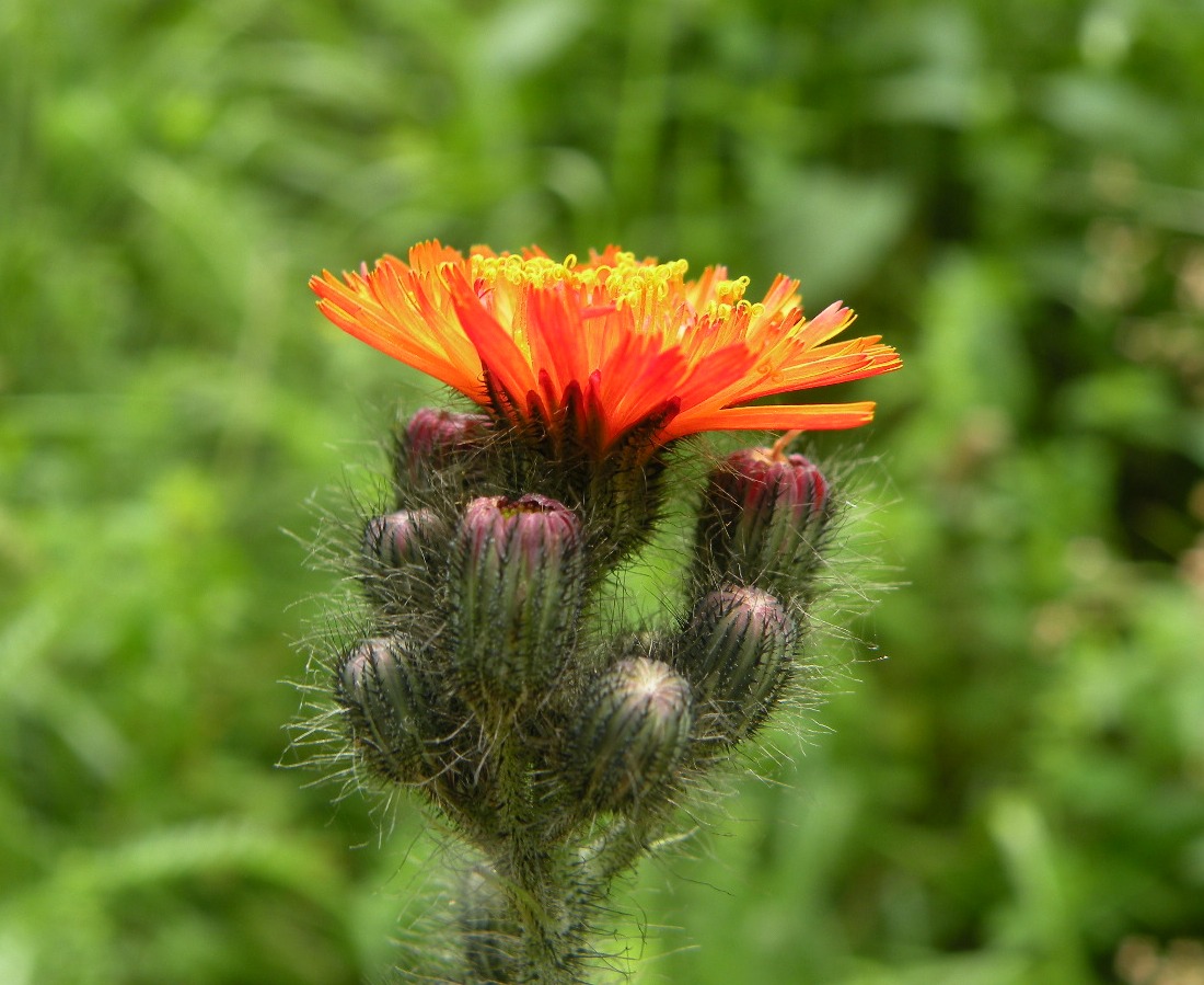 Image of Pilosella aurantiaca specimen.