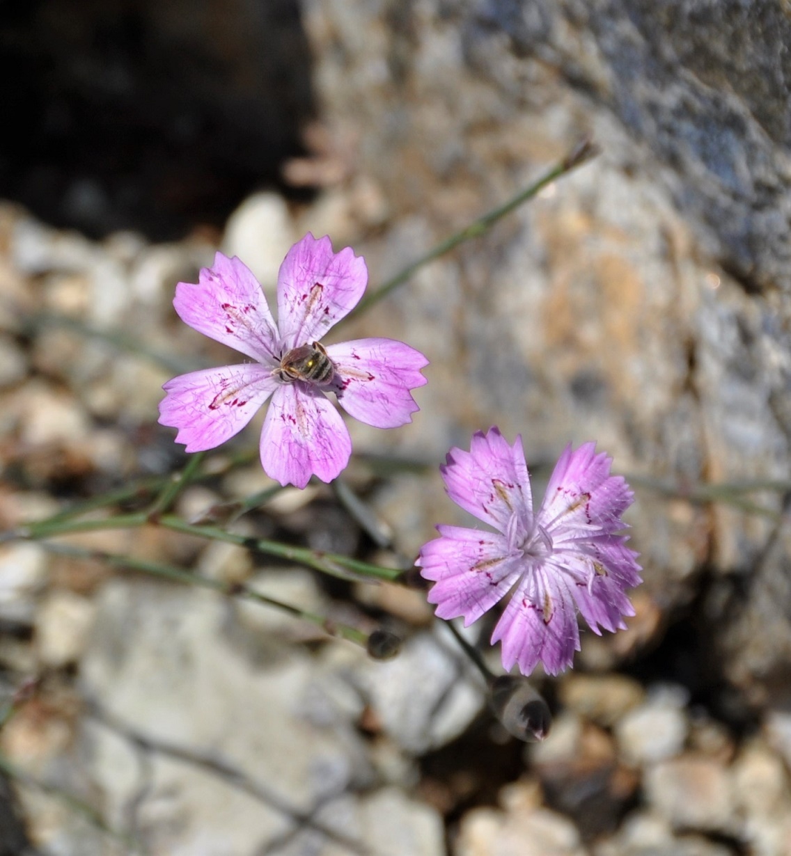 Image of Dianthus strictus ssp. troodi specimen.