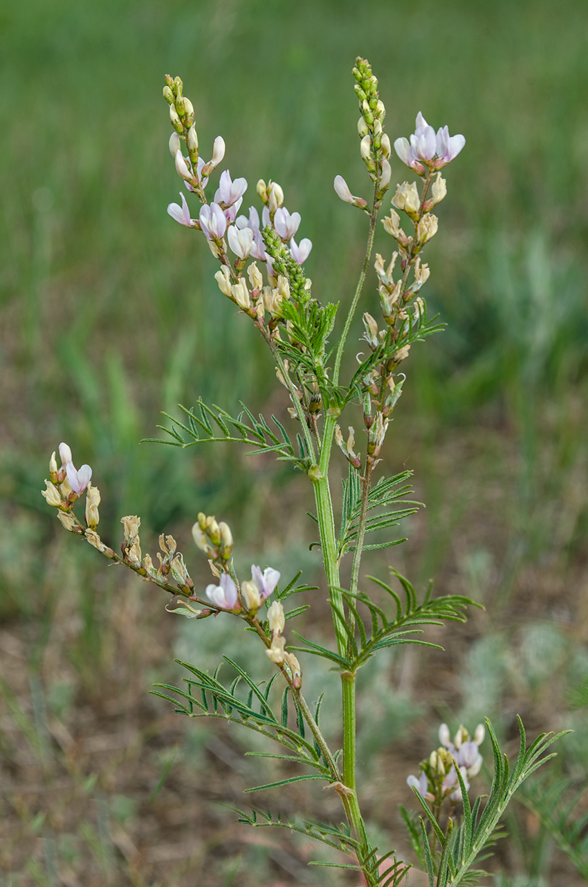 Изображение особи Astragalus sulcatus.