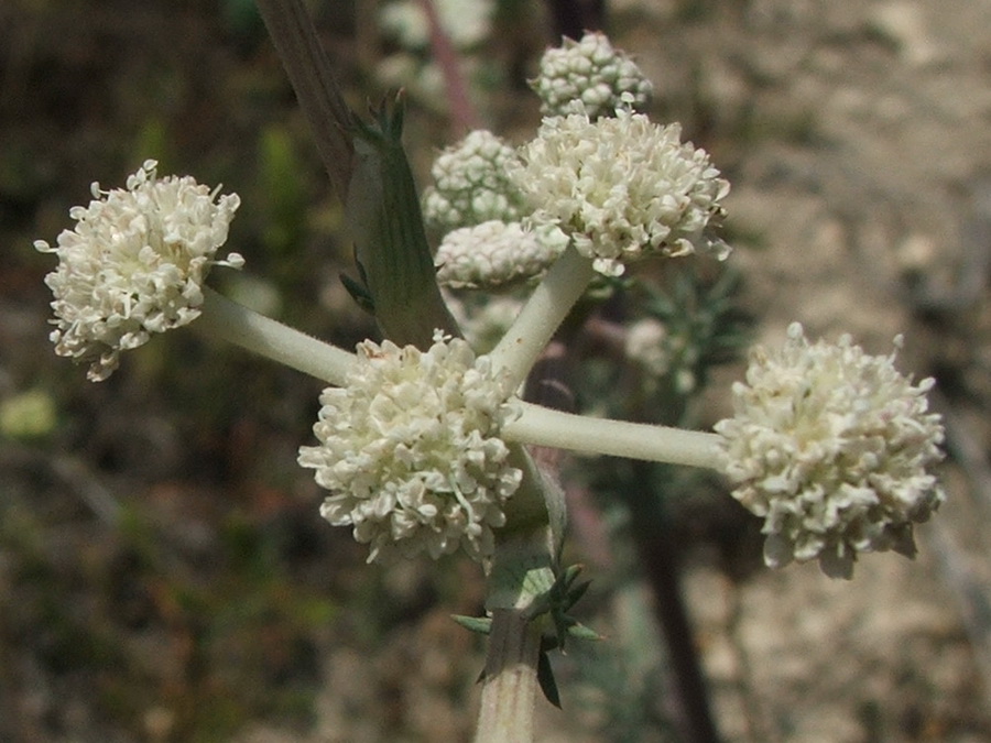 Image of Seseli dichotomum specimen.