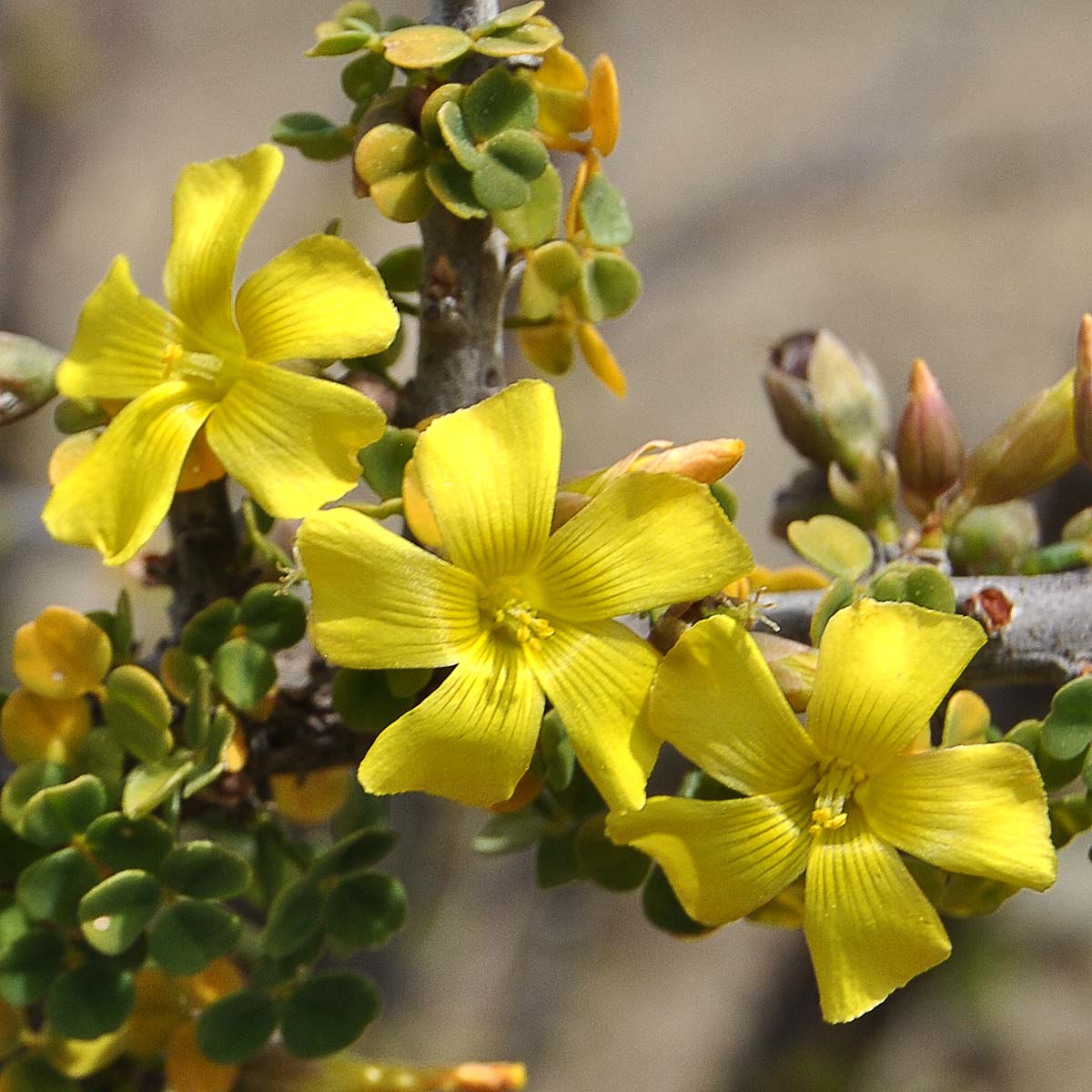 Изображение особи Oxalis gigantea.