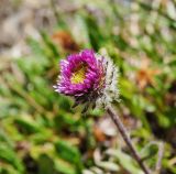 Смотреть изображение Erigeron thunbergii