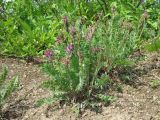 Oxytropis erecta