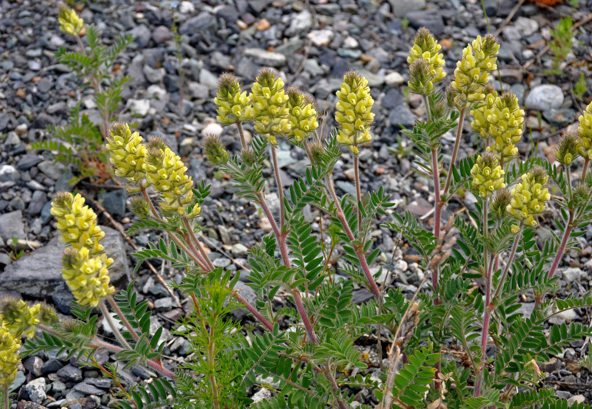 Image of Oxytropis pilosa specimen.