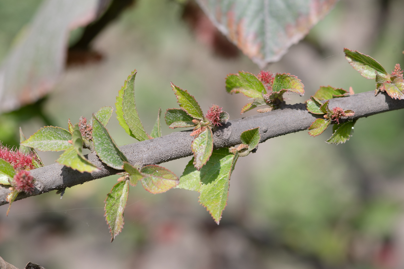 Image of Acalypha hispida specimen.