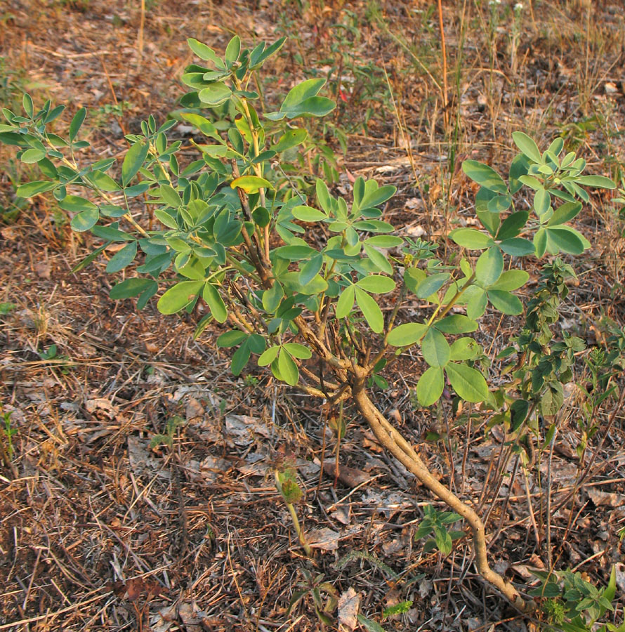 Image of Chamaecytisus ruthenicus specimen.