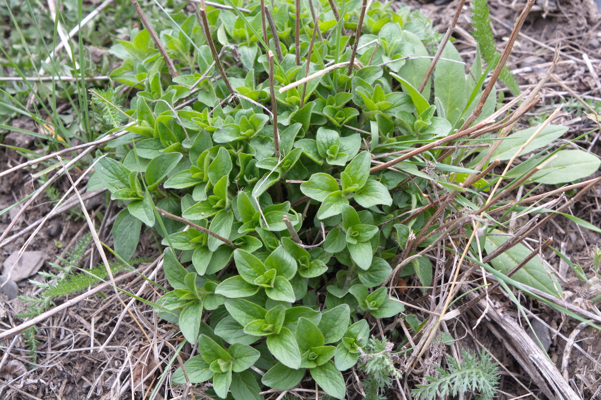 Image of genus Origanum specimen.