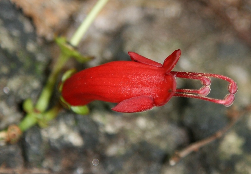 Изображение особи Aeschynanthus moningeriae.