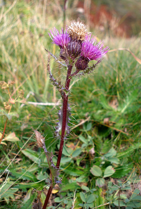 Image of Cirsium simplex specimen.