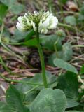 Trifolium repens. Верхушка побега с соцветием. Свердловская обл., окр. г. Североуральск, сосняк, известняковая скала, южная сторона. 20.06.2010.