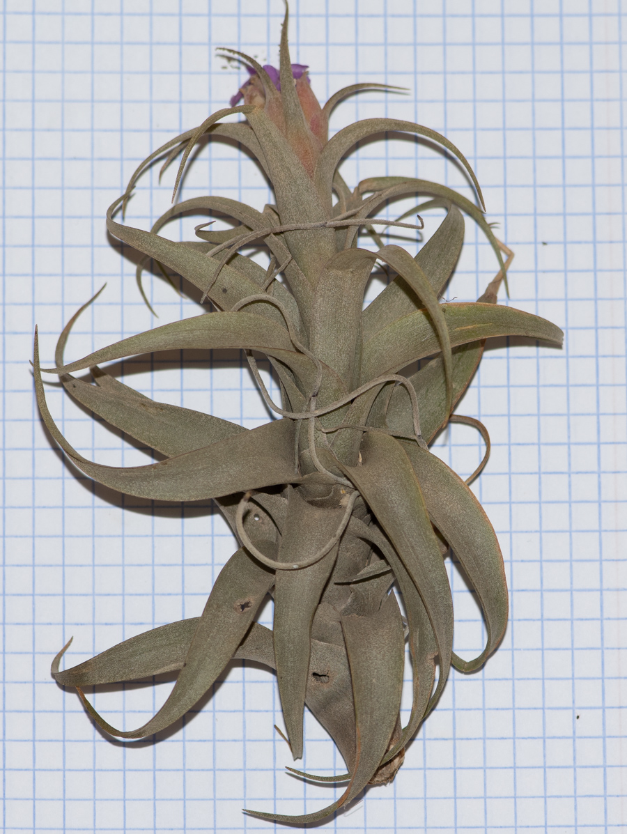 Изображение особи род Tillandsia.