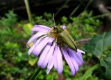 Aster alpinus