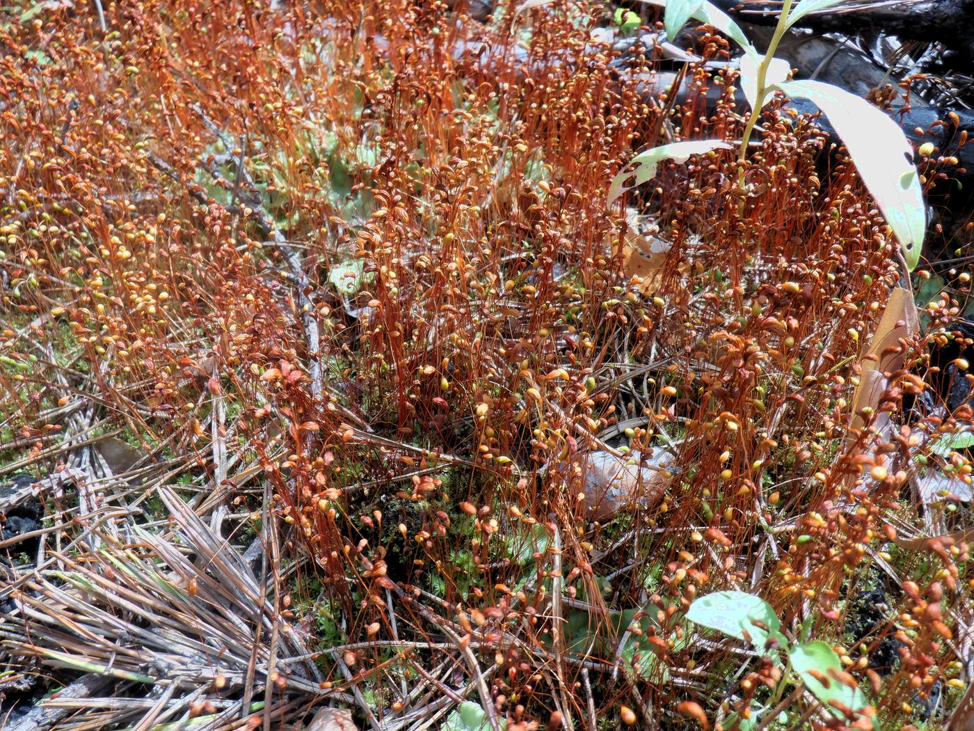 Image of Funaria hygrometrica specimen.