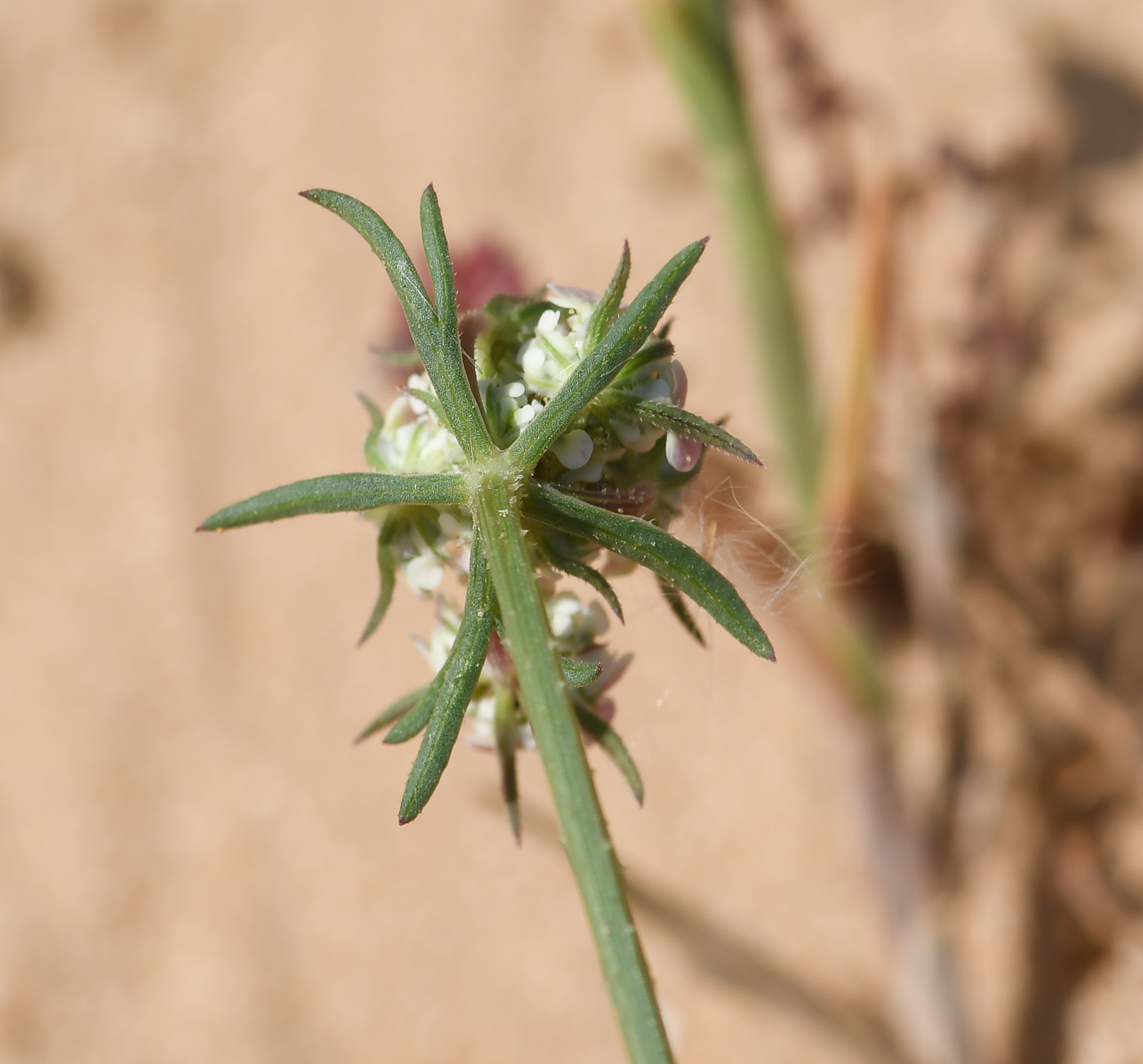 Изображение особи Daucus glaber.